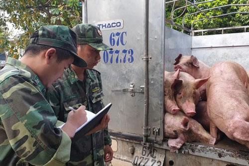 Phát hiện gần 1 tấn lợn nhập lậu vào Việt Nam tiêu thụ