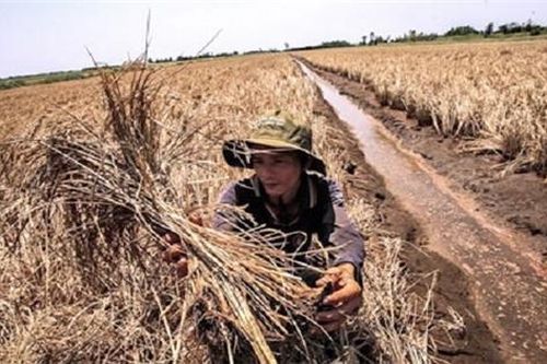 Các giải pháp cấp bách đối phó xâm nhập mặn ở Đồng bằng sông Cửu Long