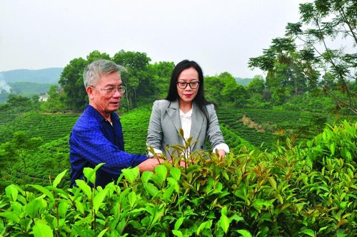 Báu vật xứ chè