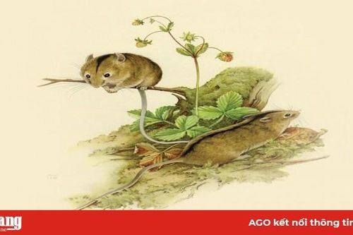Vì sao chuột đứng đầu 12 con giáp
