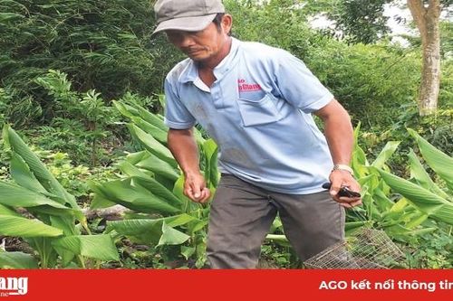 Đi bẫy chuột núi