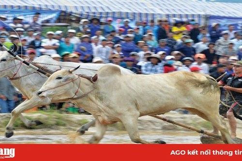 Nghề 'độc nhất vô nhị' miền Tây