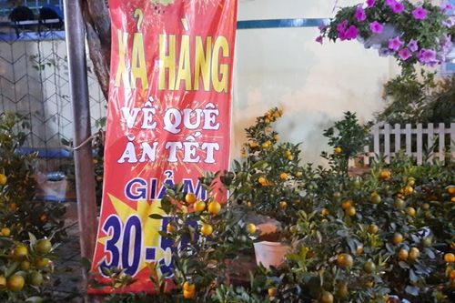 Phập phồng mùa hoa Tết
