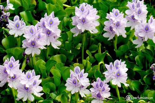 Nitrogen and Phosphorus Removal from Nutrient Pollution by Cyperus Alternifolius and Eichhornia Crassipes in A Lab Scale Constructed Wetland