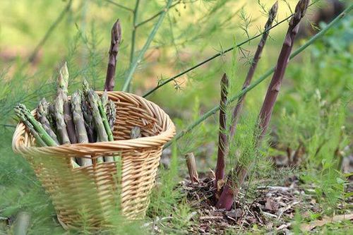Ảnh hưởng của phụ gia tạo nhớt và nhiệt độ đến tính chất lưu biến của nước quả đục măng tây xanh