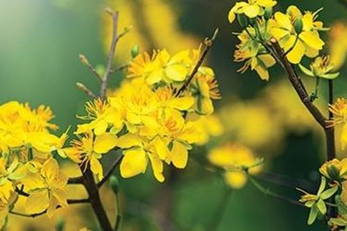 Vững tin bước vào Xuân Canh Tý