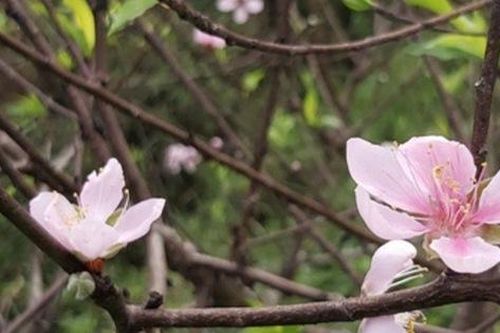 Miên man tháng Chạp