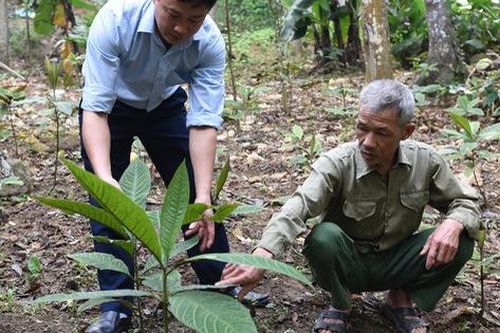 Nhờ trồng cây thuốc quý có giá gần nửa triệu/kg, người dân không còn phải bán từng quả trứng gà để sắm Tết