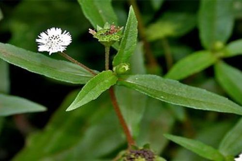 Những phương thuốc từ cỏ nhọ nồi