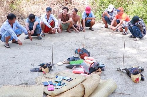 Nhóm thanh niên đá gà bị bắt ngày 30 Tết