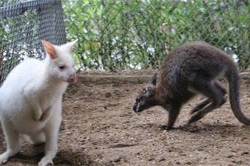 Năm Canh Tý ngắm đàn chuột túi Wallaby nhập khẩu của lão nông Hà Nội