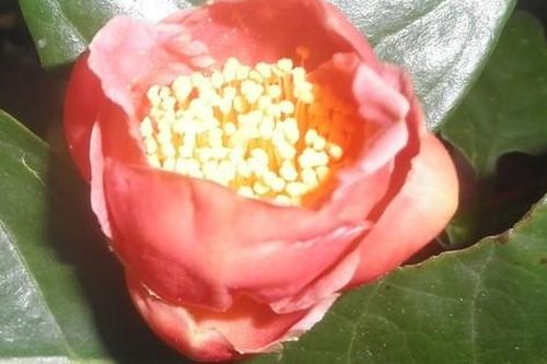 Loài hồng trà độc nhất vô nhị trên thế giới ở Yók Đôn