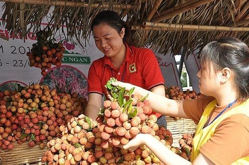 Vải thiều chính danh sang Nhật