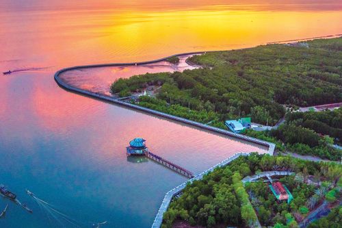'Từ Trà Cổ rừng dương đến Cà Mau rừng đước'