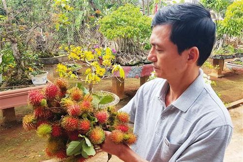 Miền tây Gio Linh được mùa chôm chôm trái vụ