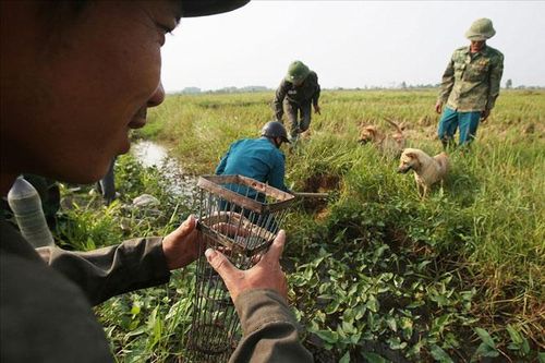 Năm chuột kể chuyện chuột