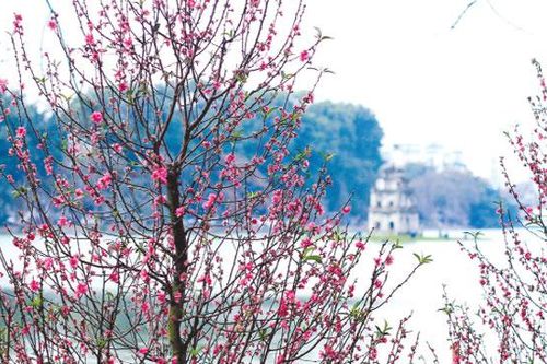 Tết Việt trong lòng các Đại sứ