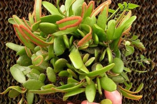 Những cây thuốc mang tên chuột