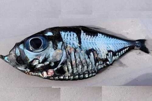 'Cá Picasso' gây sốt vì giống hệt tác phẩm hội họa