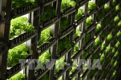 Nông trại thẳng đứng 'lên ngôi' tại Nhật Bản