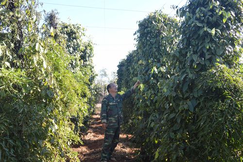 Đầu năm thăm 'lão nông tri điền' Nguyễn Đức Tỉnh