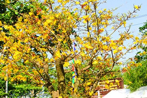 Những rừng mai cổ của ngày xưa