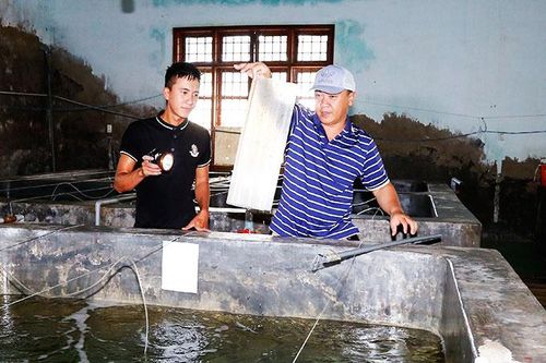 Người nuôi hải sâm giỏi nhất thế giới