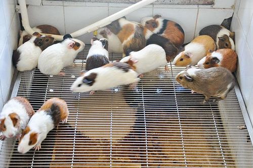 Những đàn chuột 'hiến xác' cho khoa học