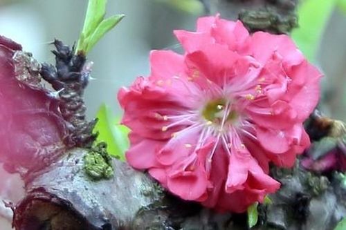 Đầu năm Canh Tý, ngất ngây ngắm hoa đào tiến vua mang may mắn, tài lộc và sức khỏe