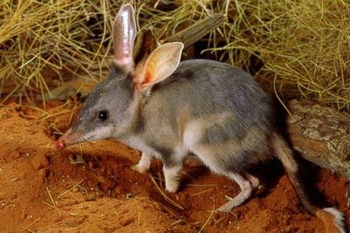 Những kỷ lục đáng nể của loài chuột