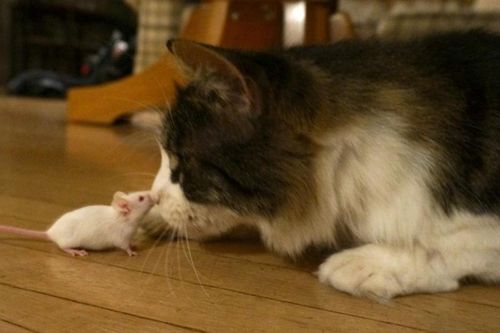 Kỳ thú giải mã hiện tượng chuột không sợ… mèo
