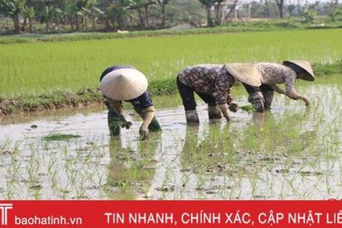 Nông dân Hà Tĩnh chọn ngày lành xuống đồng 'cầu' mùa vụ hanh thông