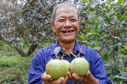 Cần Thơ: Trồng vú sữa theo tiêu chuẩn VietGAP mang lại hiệu quả cao