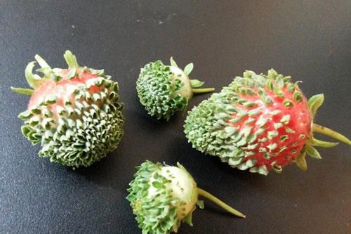Độc đáo hiện tượng 'lạ', thực vật mang thai rồi 'đẻ con'