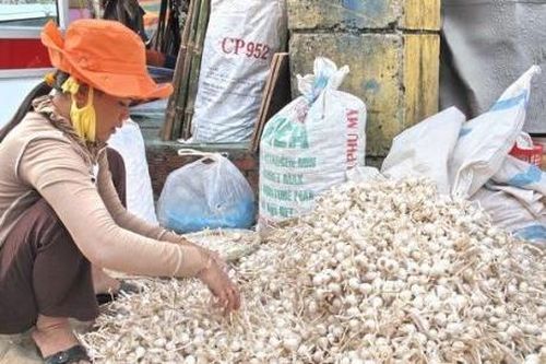 'Vàng trắng' trên đảo Lý Sơn