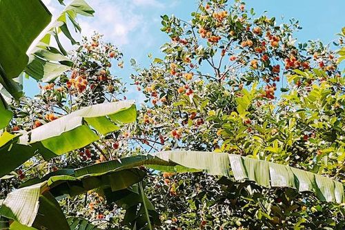 Ngọt ngào chôm chôm Quảng Trị
