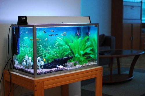 Lộc xuân tới tấp vào nhà nhờ làm những điều đơn giản sau