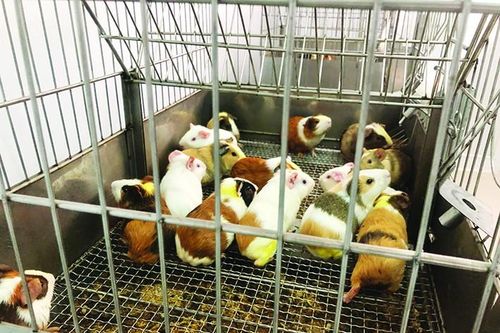 Một ngày ở 'trang trại' chuột
