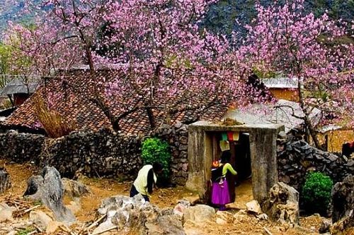 Sức sống mới trên cao nguyên đá