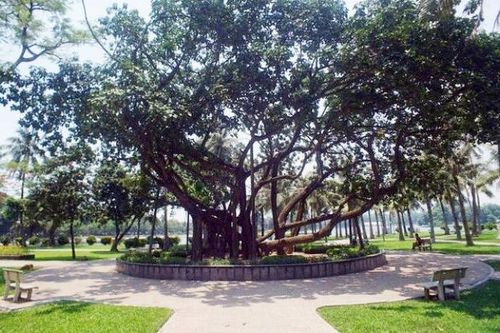 Bác Hồ khởi xướng Tết trồng cây 60 năm trước