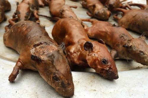 Nơi người dân 'mê' thịt chuột hơn thịt gà ở Hà Nội