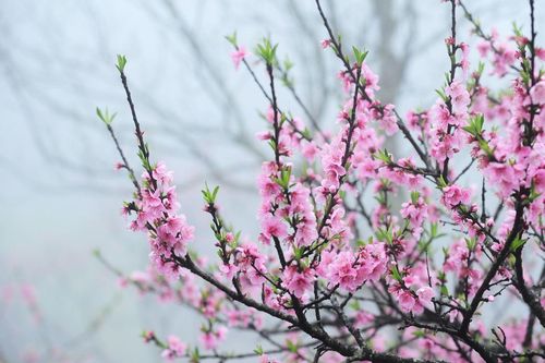 Đảng mãi mãi là mùa Xuân dân tộc