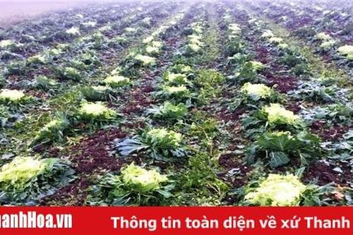 Hơn 36 ha cây trồng bị thiệt hại do mưa, dông dịp Tết Nguyên Đán
