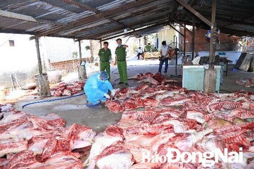 Bắt quả tang một cơ sở giết mổ heo chết