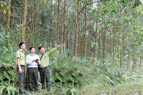 Gắn 'chíp' cho lính gác rừng