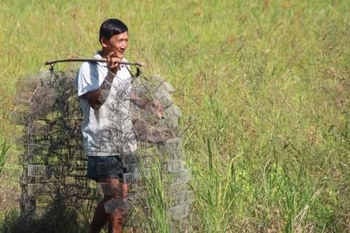 Xuân về theo chân người dân đi săn chuột đồng làm món đặc sản 'trinh nữ kén chồng'