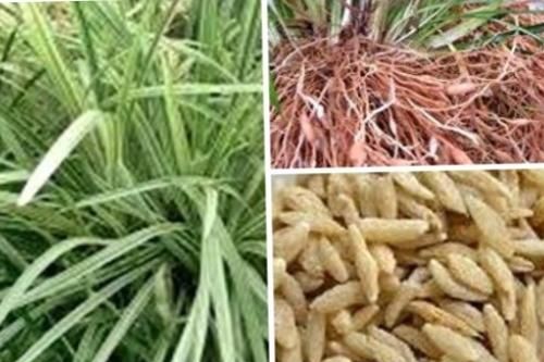 Bài thuốc trị chứng phế thận âm hư