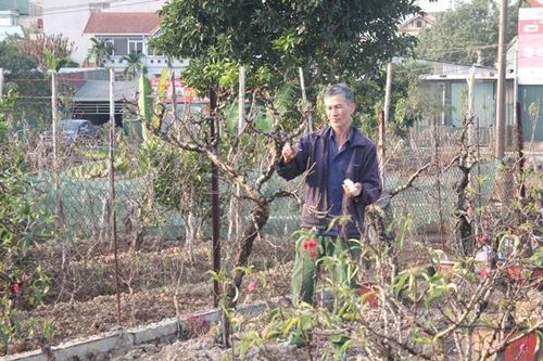 Đại công trường 'hồi sinh' cho đào Tết