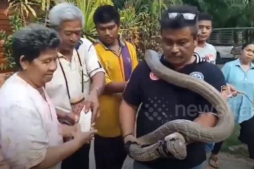 Hổ mang chúa 'khủng' 5m ghé nhà, cặp vợ chồng già hoảng loạn