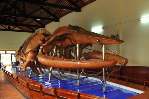 Đến 'bảo tàng' xương cá ông lớn nhất Việt Nam, chiêm ngưỡng bộ cốt cá ông lớn nhất Đông Nam Á